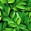 Экстракт из листьев зеленого чая содержится в составе Sliniq Balance.